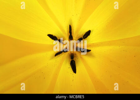 Nahaufnahme des gelben Tulipa agensis Textur Stockfoto