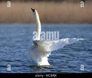 Mute swan, der Nationalvogel von Dänemark berühmt für Märchen an Utterslev Mose, Kopenhagen Stockfoto