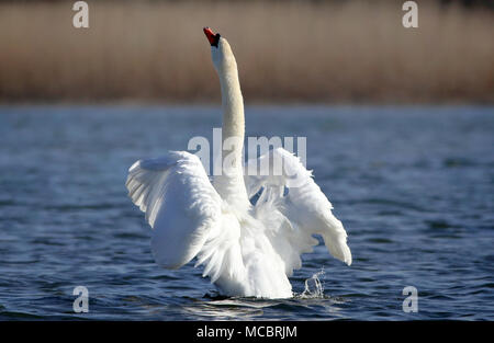 Mute swan, der Nationalvogel von Dänemark berühmt für Märchen an Utterslev Mose, Kopenhagen Stockfoto