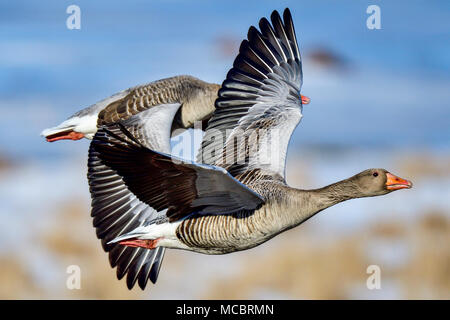 "Begegnung". Stockfoto