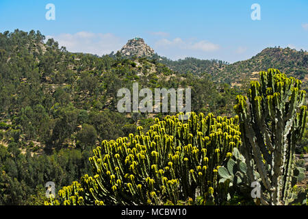 Kandelaber Baum (Euphorbia candelabrum), hinter Emmanual Kirche auf der Spitze einer Pyramide Berg gelegen, in der Nähe von Negash Wukro, Tigray, Äthiopien Stockfoto