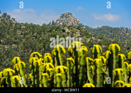 Kandelaber Baum (Euphorbia candelabrum), hinter Emmanual Kirche auf der Spitze einer Pyramide Berg gelegen, in der Nähe von Negash Wukro, Tigray, Äthiopien Stockfoto