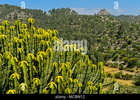 Kandelaber Baum (Euphorbia candelabrum) mit gelben Blumen, in der Nähe von Wukro, Tigray, Äthiopien Stockfoto