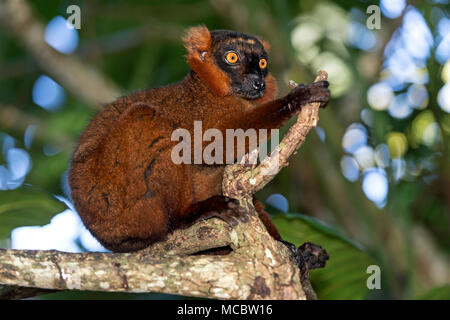 Schwarz lemur (Eulemur macaco), lemuridae Familie, endemisch auf Madagaskar, Ankanin Ny Nofy, Madagaskar Stockfoto