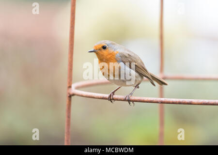 Robin Erithacus rubecula thront auf Metall Werk Unterstützung in Großbritannien Garten Stockfoto