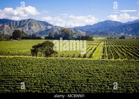 Die Weinberge der Region Marlborough, Südinsel, Neuseeland. Stockfoto