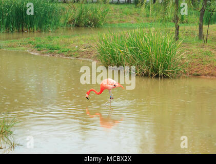 Flamingos auf dem Teich in einer regnerischen Tag Stockfoto