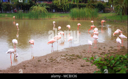 Flamingos auf dem Teich in einer regnerischen Tag Stockfoto