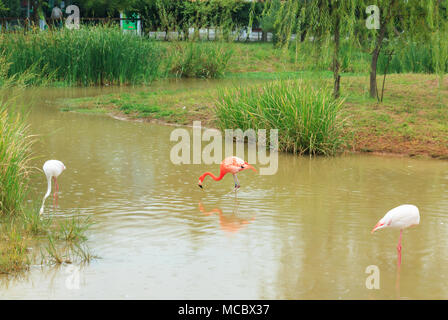 Flamingos auf dem Teich in einer regnerischen Tag Stockfoto