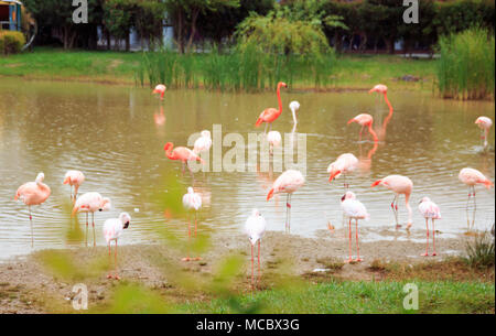 Flamingos auf dem Teich in einer regnerischen Tag Stockfoto