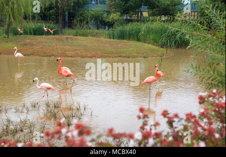 Flamingos auf dem Teich in einer regnerischen Tag Stockfoto