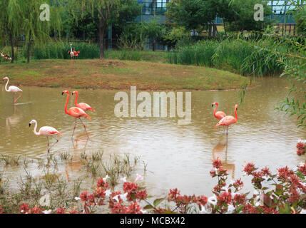 Flamingos auf dem Teich in einer regnerischen Tag Stockfoto