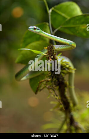 Bewältigen der Kurz- spitzzange Weinstock Schlange - Oxybelis brevirostris, schöne kleine grüne nicht venoumous Schlange aus Mittelamerika Wald, Costa Rica.