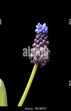 Zweifarbige Traubenhyazinthen, Muscari latifolium, aus der Türkei, im Anbau. Familie Asparagaceae Stockfoto