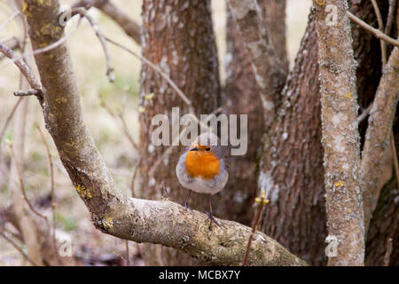 Europäische ROBIN Erithacus rubecula 2018 Stockfoto