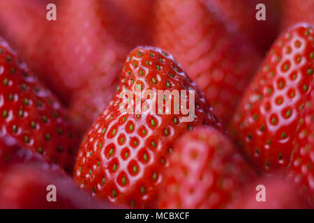 Viele Erdbeeren in einem Fach, geringe Tiefenschärfe Stockfoto