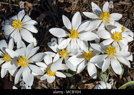 Blut Root blühen in der Morgensonne. Sanguinaria canadensis ist eine mehrjährige, krautige Pflanze, die in östlichen Nordamerika. Stockfoto