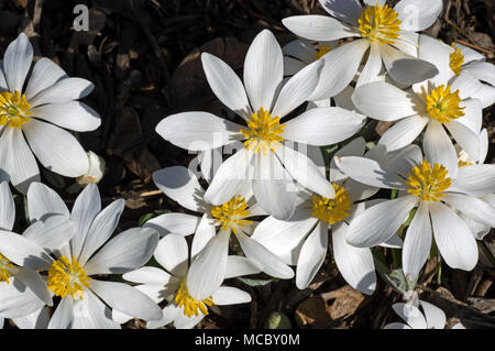 Blut Root blühen in der Morgensonne. Sanguinaria canadensis ist eine mehrjährige, krautige Pflanze, die in östlichen Nordamerika. Stockfoto