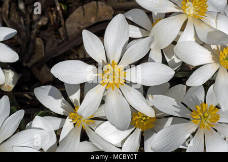 Blut Root blühen in der Morgensonne. Sanguinaria canadensis ist eine mehrjährige, krautige Pflanze, die in östlichen Nordamerika. Stockfoto