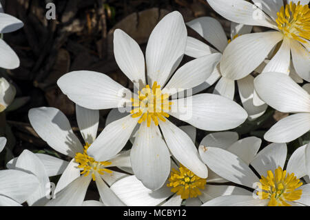 Blut Root blühen in der Morgensonne. Sanguinaria canadensis ist eine mehrjährige, krautige Pflanze, die in östlichen Nordamerika. Stockfoto