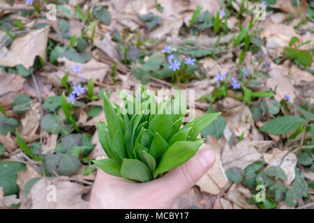 Bärlauch in der Hand Stockfoto