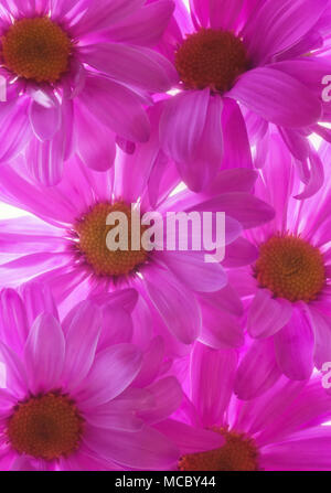 Nahaufnahme auf Hintergrundbeleuchtung Lila Rosa Mamas Stockfoto