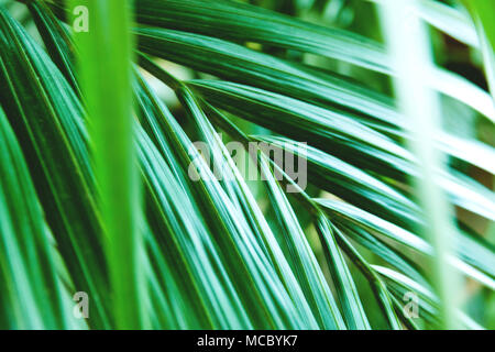 Green Palm Blätter bei Tageslicht Nahaufnahme. Stockfoto