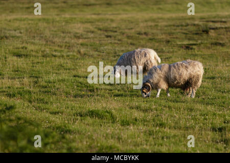 Scottish Blackface, männliche Beweidung auf Feld, Schottland, Vereinigtes Königreich Stockfoto