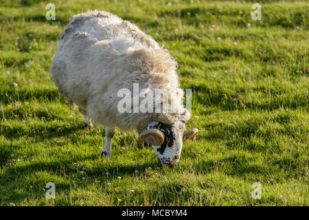 Scottish Blackface, männliche Beweidung auf Feld, Schottland, Vereinigtes Königreich Stockfoto