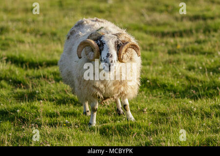 Scottish Blackface, männliche Beweidung auf Feld, Schottland, Vereinigtes Königreich Stockfoto