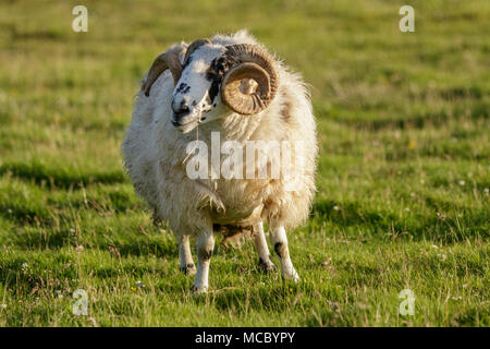 Scottish Blackface, männliche Beweidung auf Feld, Schottland, Vereinigtes Königreich Stockfoto