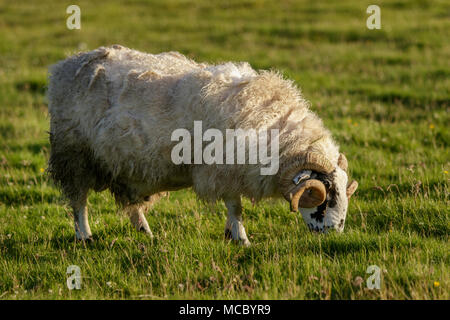 Scottish Blackface, männliche Beweidung auf Feld, Schottland, Vereinigtes Königreich Stockfoto