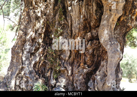 Alter Olivenbaum Stamm. Stockfoto