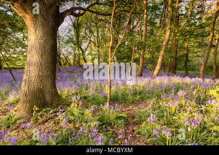 Bluebell weg tief in einem versteckten Waldgebiet in Norfolk, Großbritannien. Wilder Frühling Blumen blühen bei Sonnenaufgang in einem Wald. Stockfoto