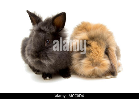 Zwei kleine Kaninchen isoliert auf Weiss. Stockfoto