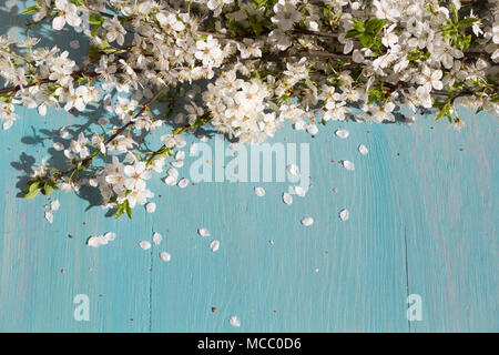 Weiß Cherry Blossom blue Holztisch. Frühling Hintergrund Stockfoto