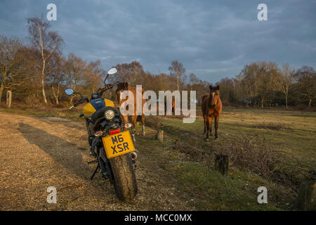 Mehrere Pferde beobachten ein Yamaha XSR700 Motorrad im New Forest Stockfoto