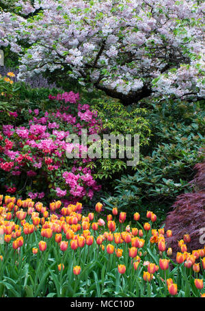 Frühling Tulpen blühen, Butchart Gardens, Vancouver Island, Kanada Stockfoto