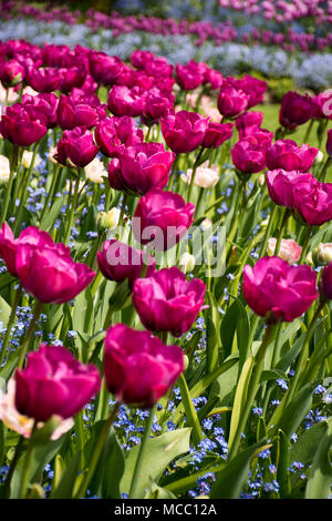 Frühling Tulpen blühen, Butchart Gardens, Vancouver Island, Kanada Stockfoto