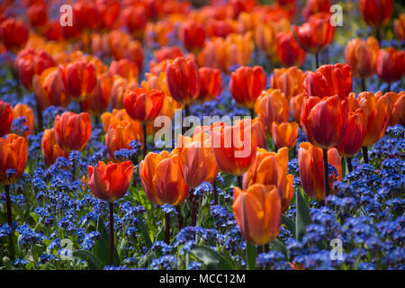 Frühling Tulpen blühen, Butchart Gardens, Vancouver Island, Kanada Stockfoto