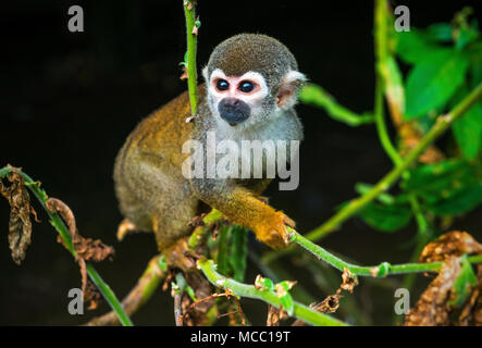 Porträt einer Totenkopfäffchen (Saimiri) im tropischen Regenwald des Amazonas Becken innerhalb des Cuyabeno Wildlife Reserve in Ecuador. Stockfoto