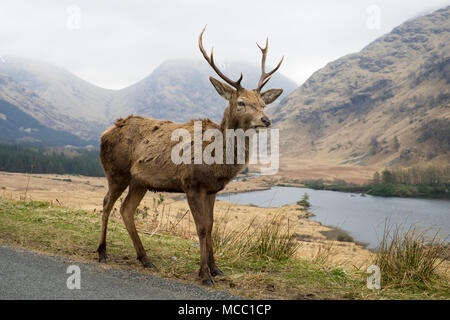 Red Deer Stag am Straßenrand im Glen Etive, Schottland Stockfoto