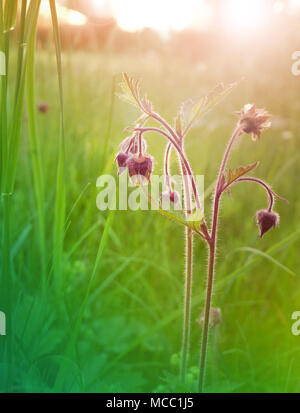 Geum Rivale oder Wasser avens Lila nickenden Blüten im Sonnenuntergang verschwommen floral vertikale Hintergrund. Getönten Bild. Stockfoto