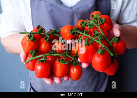 Eine Nahaufnahme Köche Hände halten ein Bündel von Red plum Tomaten auf grünen Reben ca. 24 Tomaten mit 12 in jeder Hand hinter seinen Chefs weiß und grau Apr Stockfoto