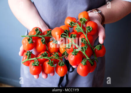 Eine Nahaufnahme Köche Hände halten ein Bündel von Red plum Tomaten auf grünen Reben ca. 24 Tomaten mit 12 in jeder Hand hinter seinen Chefs weiß und grau Apr Stockfoto