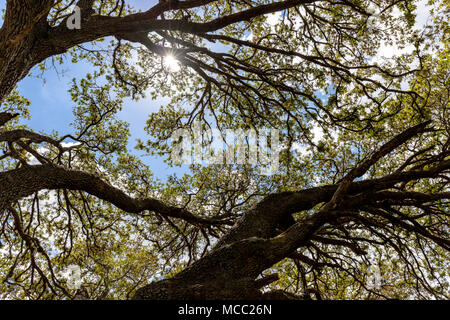 Auf der Suche nach oben in die Sonne im Schatten eines schönen alten Eiche. Die Wolken folgen die Zweige verlassen perfekt blue sky in der geöffneten Abschnitt. Stockfoto