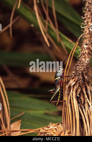 Kinder Braun und Gelb Östlichen lubber grasshopper Romalea microptera auch als Romalea guttata klettert auf Gras und Blätter in Immokalee, Florida Stockfoto