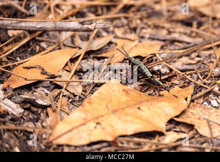 Kinder Braun und Gelb Östlichen lubber grasshopper Romalea microptera auch als Romalea guttata klettert auf Gras und Blätter in Immokalee, Florida Stockfoto