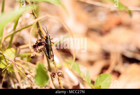 Kinder Braun und Gelb Östlichen lubber grasshopper Romalea microptera auch als Romalea guttata klettert auf Gras und Blätter in Immokalee, Florida Stockfoto