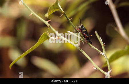 Kinder Braun und Gelb Östlichen lubber grasshopper Romalea microptera auch als Romalea guttata klettert auf Gras und Blätter in Immokalee, Florida Stockfoto